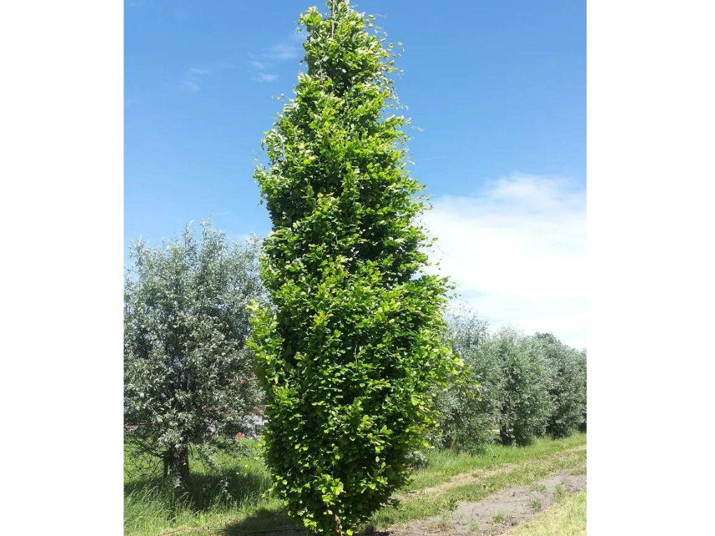 Okrasné stromy Buk lesný Dawyck Gold 170 200 cm(10)