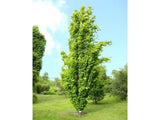 Okrasné stromy Buk lesný Dawyck Gold 170 200 cm(4)