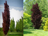 Okrasné stromy Buk lesný Dawyck Purple 170 200 cm(1)