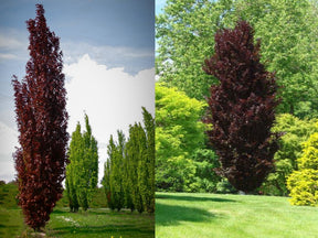 Okrasné stromy Buk lesný Dawyck Purple 170 200 cm(1)