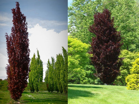 Okrasné stromy Buk lesný Dawyck Purple 170 200 cm(1)