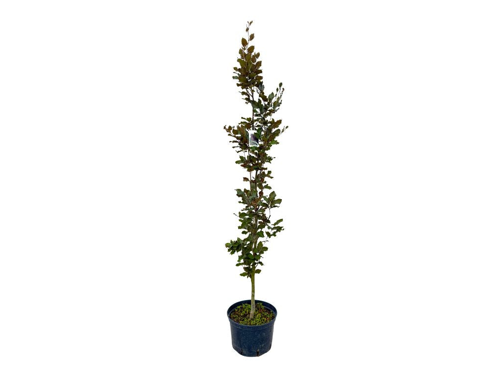 Okrasné stromy Buk lesný Dawyck Purple 170 200 cm(5)