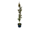 Okrasné stromy Buk lesný Dawyck Purple 170 200 cm(5)