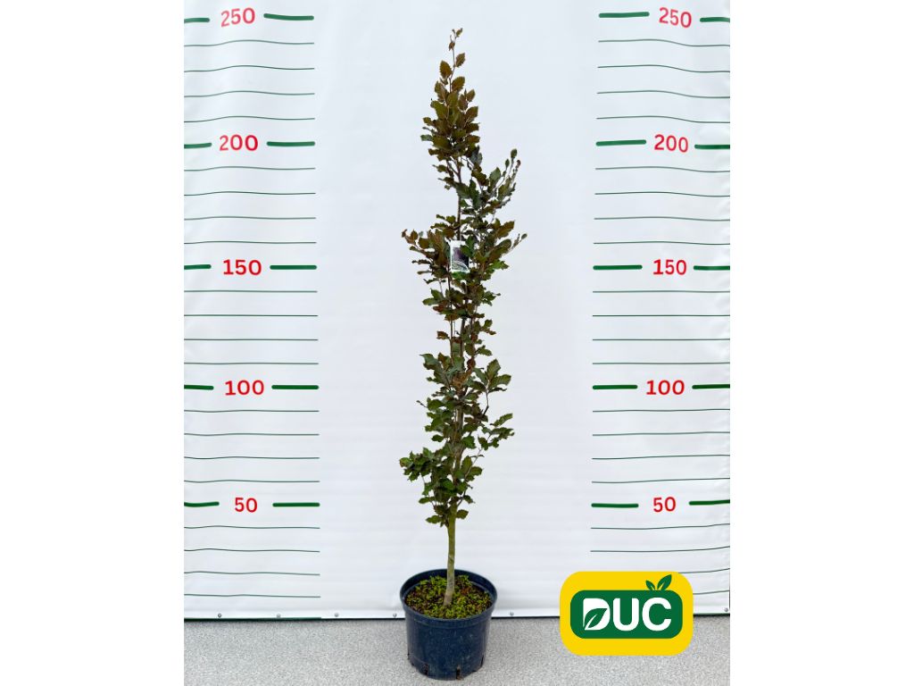 Okrasné stromy Buk lesný Dawyck Purple 170 200 cm(2)