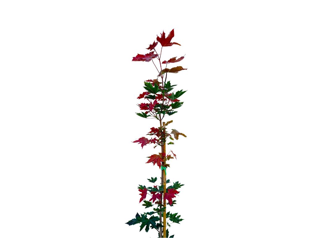 Okrasné stromy Javor mliečny Crimson Sentry rozvetvený 160 200 cm(5)