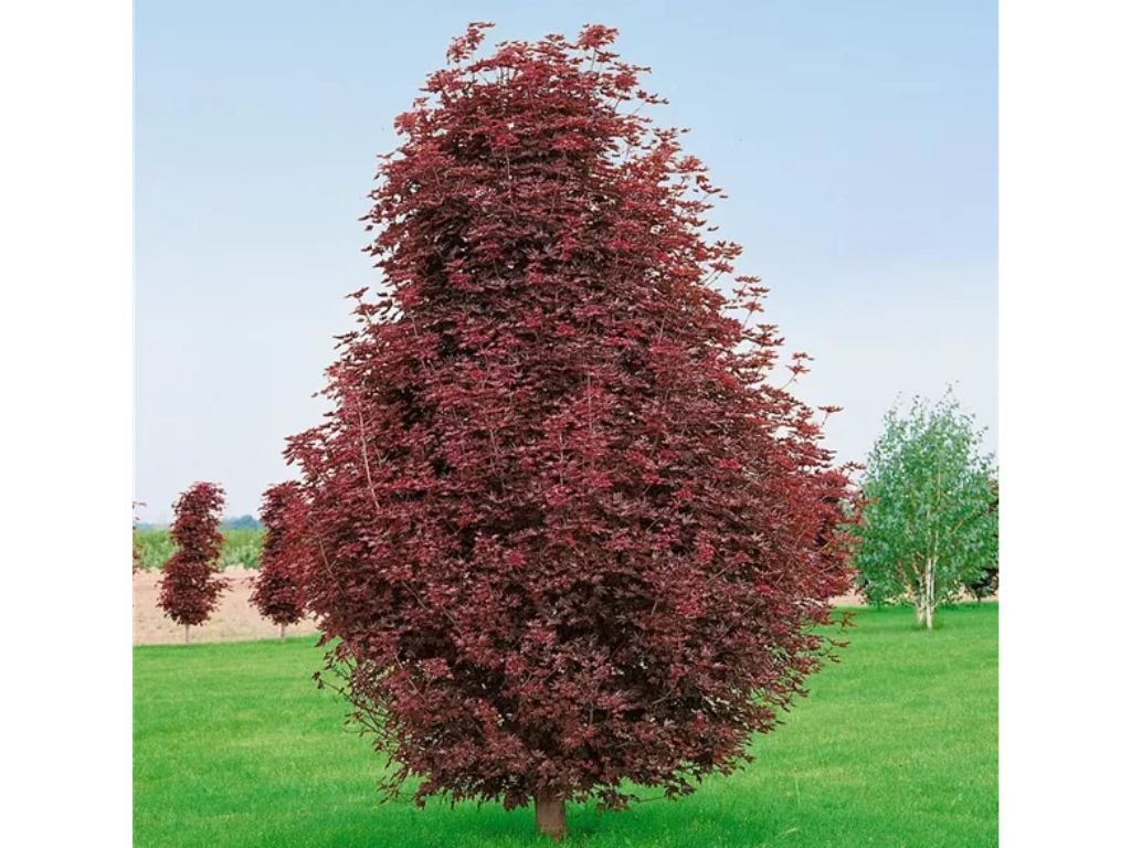 Okrasné stromy Javor mliečny Crimson Sentry rozvetvený 160 200 cm(3)
