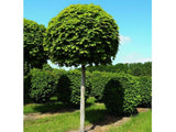 Dreviny na kmienku Javor mliečny Globosum na 200 220cm kmienku, v. 250 280cm(6)