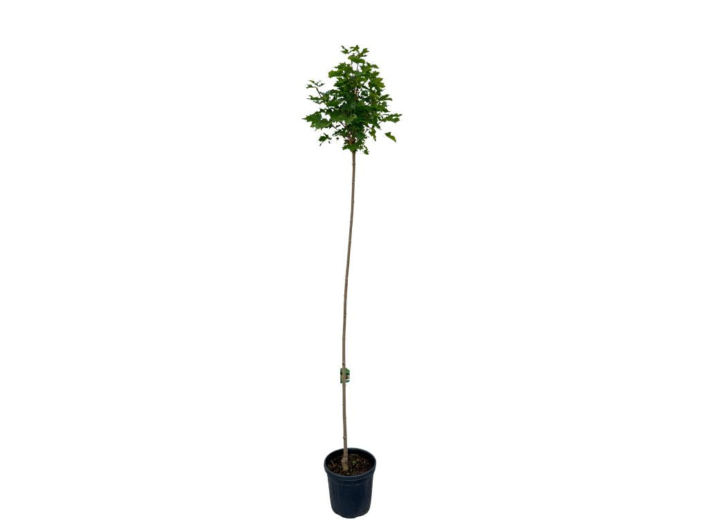 Dreviny na kmienku Javor mliečny Globosum na 200 220cm kmienku, v. 250 280cm(7)