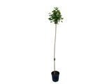 Dreviny na kmienku Javor mliečny Globosum na 200 220cm kmienku, v. 250 280cm(7)