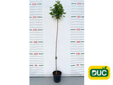 Dreviny na kmienku Javor mliečny Globosum na 200 220cm kmienku, v. 250 280cm(2)