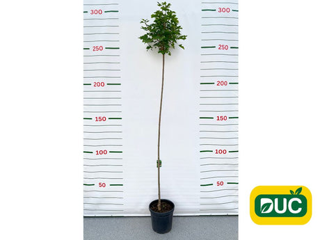 Dreviny na kmienku Javor mliečny Globosum na 200 220cm kmienku, v. 250 280cm(2)