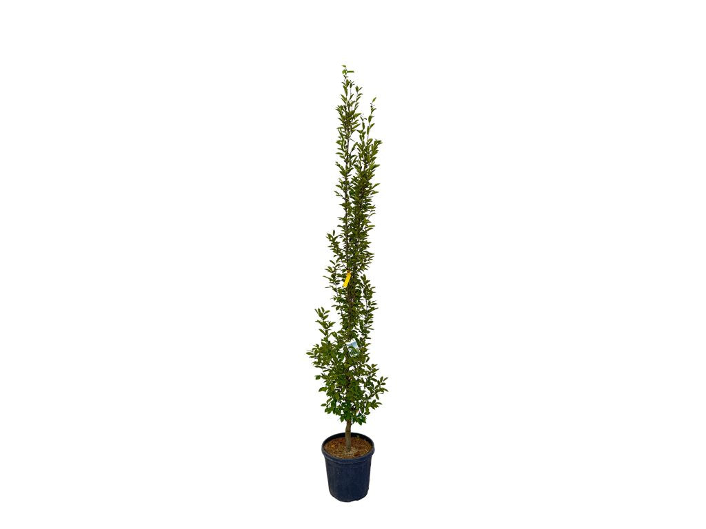 Okrasné stromy Hrab obyčajný Fastigiata 200 250 cm(6)