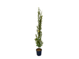 Okrasné stromy Hrab obyčajný Fastigiata 200 250 cm(6)