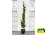 Okrasné stromy Hrab obyčajný Fastigiata 200 250 cm(2)