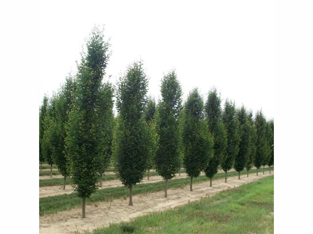 Okrasné stromy Hrab obyčajný Fastigiata 200 250 cm(5)
