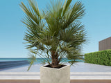 Chamaerops Humilis 60-70 cm, kont. p21