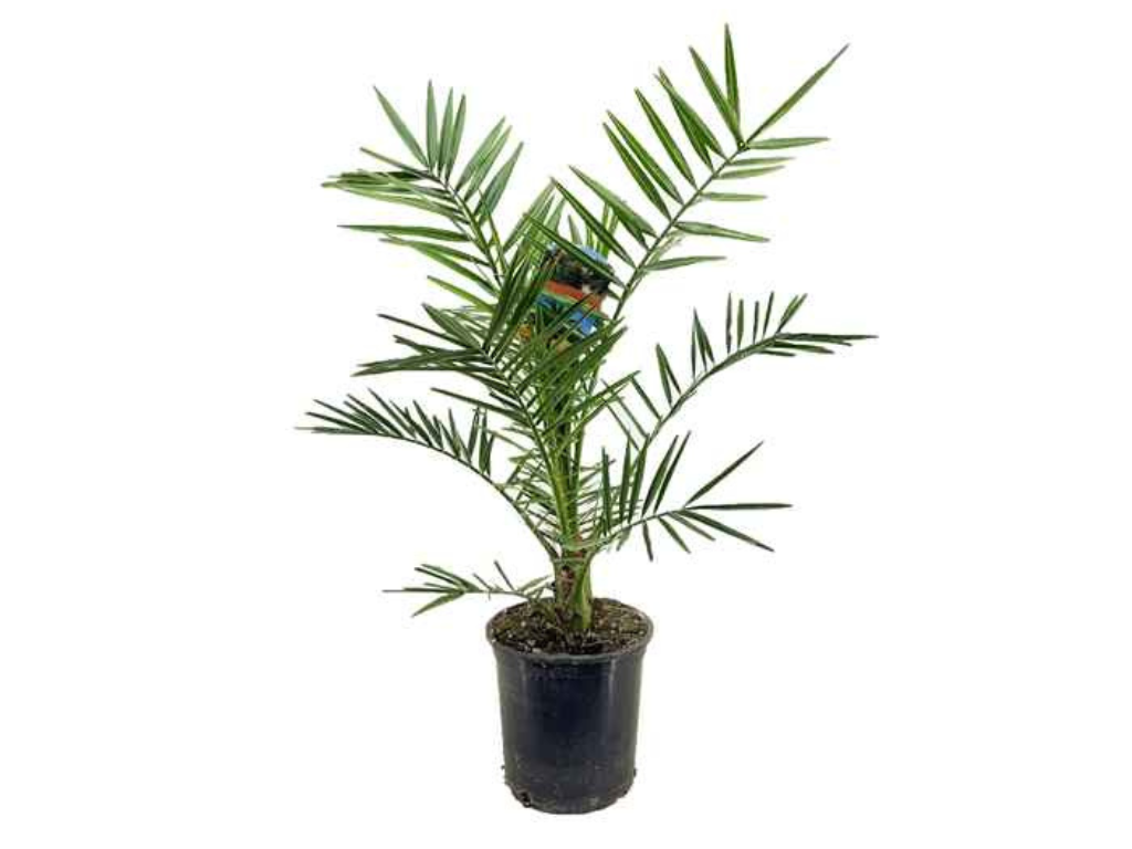 Ďatľovník kanársky 50-60 cm(1)