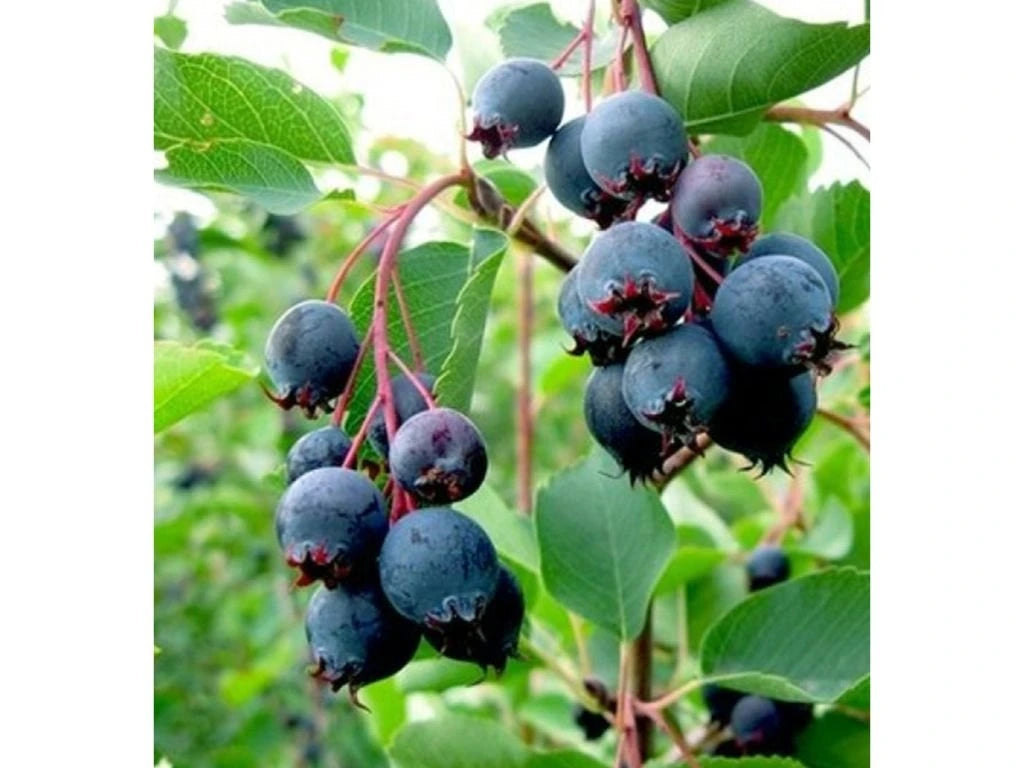 Muchovník olšolistý Northline, výška 30–40 cm, květináč 2 l