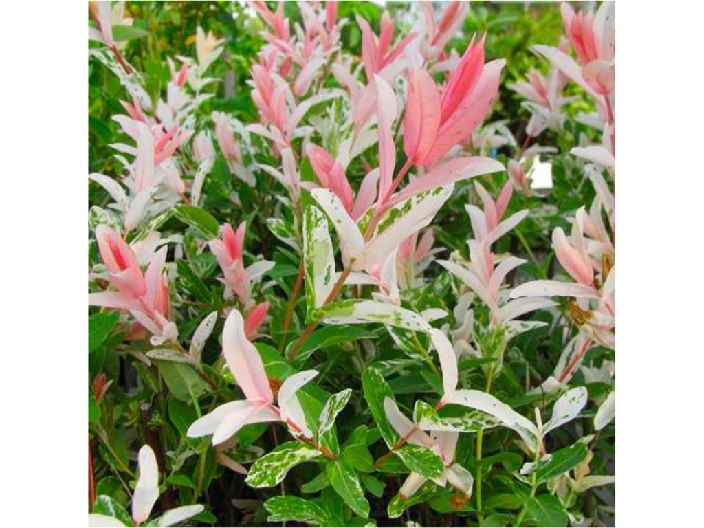 Okrasné kry Vŕba Flamingo 20 40 cm(3)