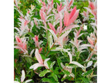 Okrasné kry Vŕba Flamingo 20 40 cm(3)
