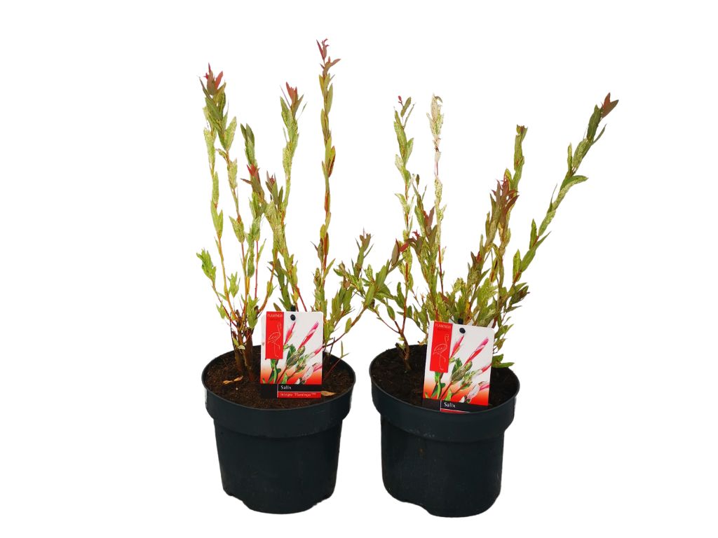 Okrasné kry Vŕba Flamingo 20 40 cm(5)