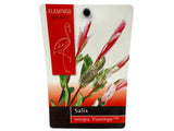 Okrasné kry Vŕba Flamingo 20 40 cm(4)