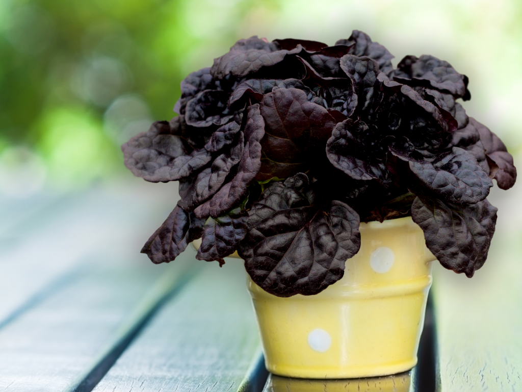 dobrowkablackscallop2