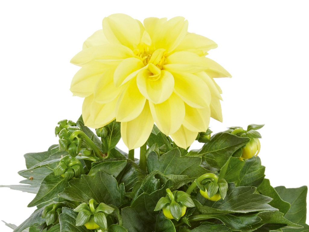 Letničky a balkónové kvety Georgína Imagine Midi Yellow(1)