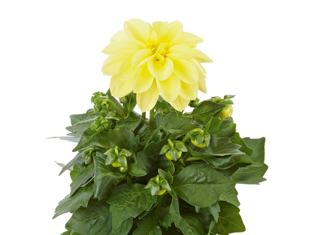 Letničky a balkónové kvety Georgína Imagine Midi Yellow(2)