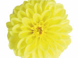 Letničky a balkónové kvety Georgína Imagine Midi Yellow