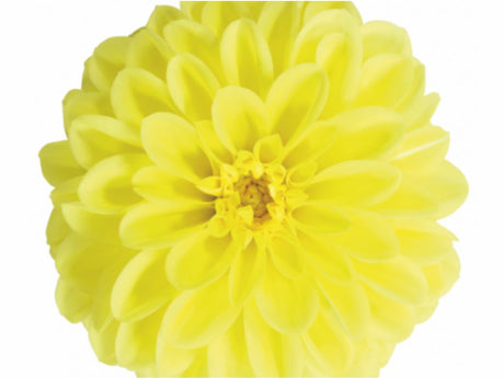 Letničky a balkónové kvety Georgína Imagine Midi Yellow