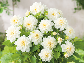 powerwhite1