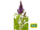 Trvalky Budleja dávidova Butterfly Candy Little Purple(1)