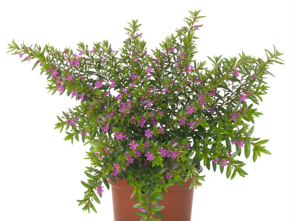 Letničky a balkónové kvety Kufea My Cap Purple