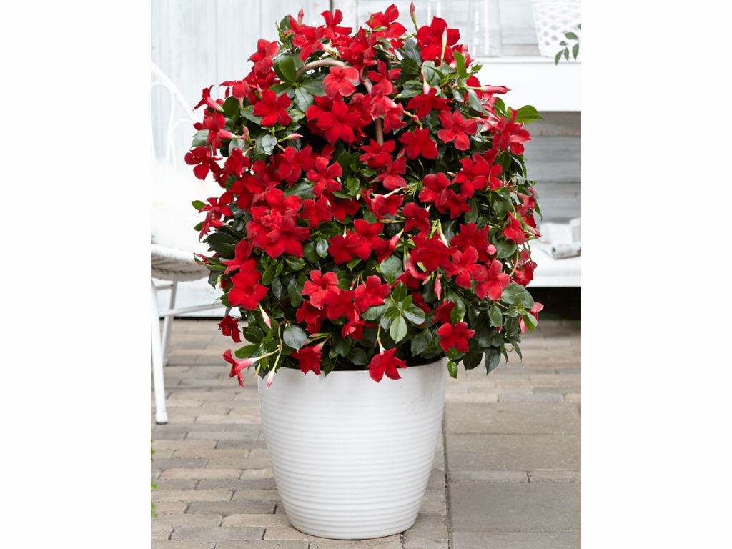 Letničky a balkónové kvety Mandevila Sundaville Beauty Vermillion(1)