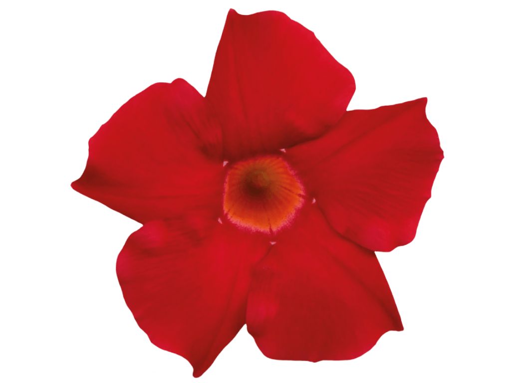 Letničky a balkónové kvety Mandevila Sundaville Classic Early Scarlet(3)