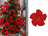 Letničky a balkónové kvety Mandevila Sundaville Classic Early Scarlet