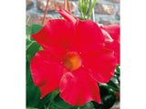 Letničky a balkónové kvety Mandevila Sundaville Classic Early Scarlet(2)
