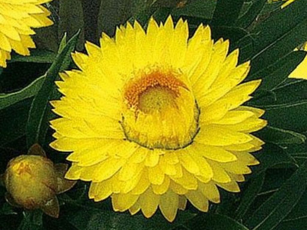 Letničky a balkónové kvety Slamienka 'Sunbrella Totally Yellow'(1)