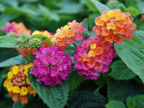 Letničky a balkónové kvety Lantana Calippo Bushy Orange Magenta