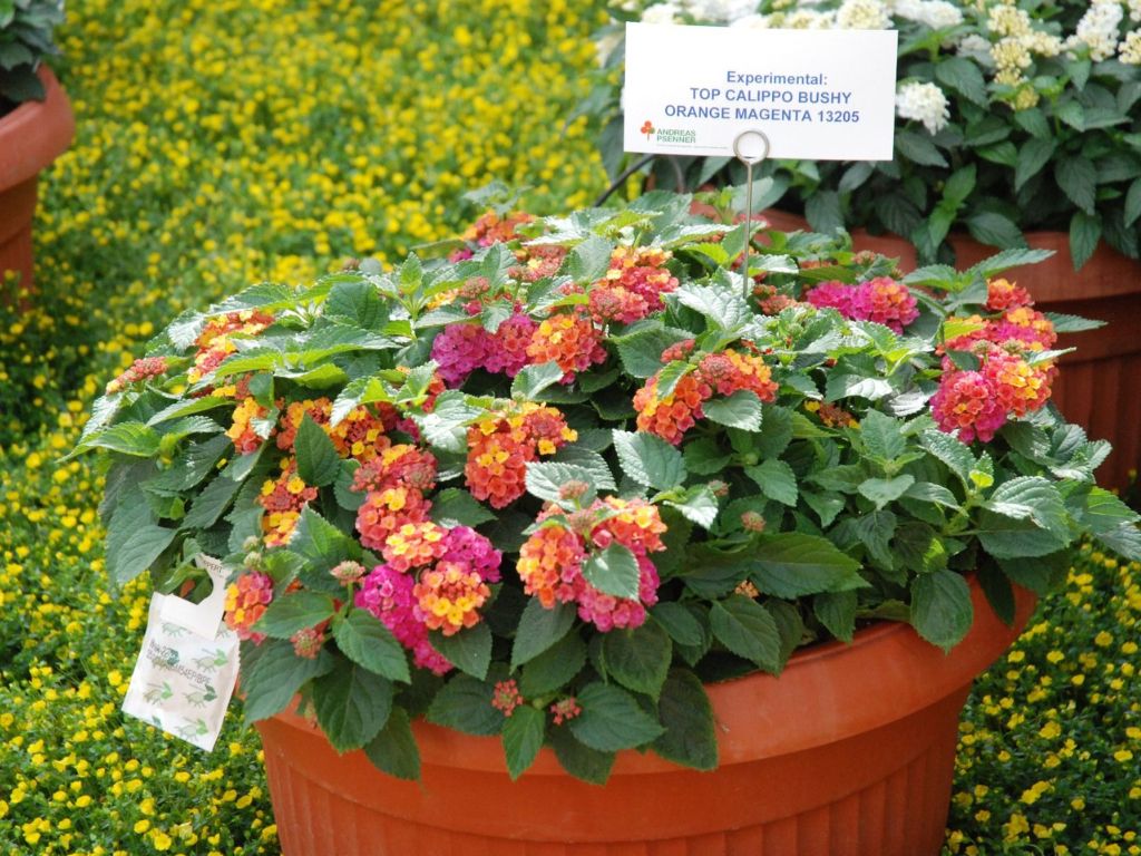 Letničky a balkónové kvety Lantana Calippo Bushy Orange Magenta(1)