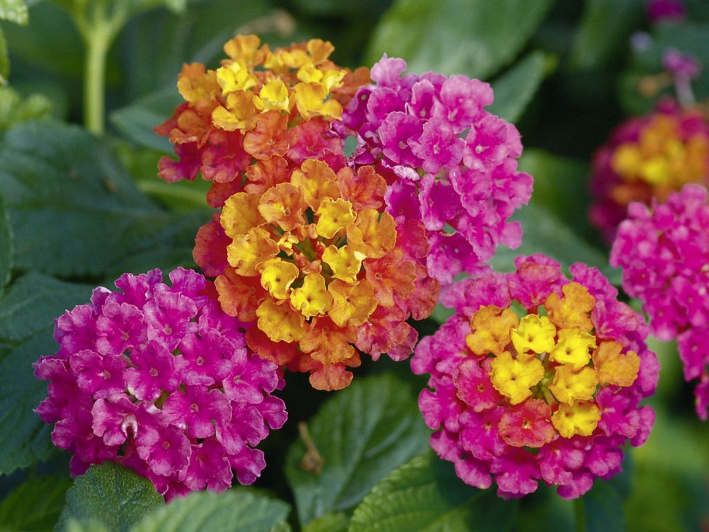 Lantana Calippo Tutti Frutti(1)