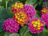 Lantana Calippo Tutti Frutti(1)