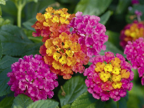 Lantana Calippo Tutti Frutti(1)