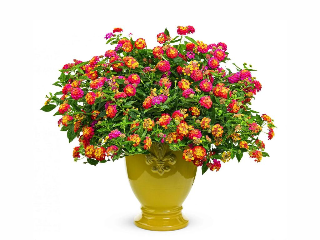 Lantana Calippo Tutti Frutti