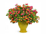 Lantana Calippo Tutti Frutti