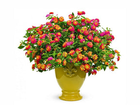 Lantana Calippo Tutti Frutti
