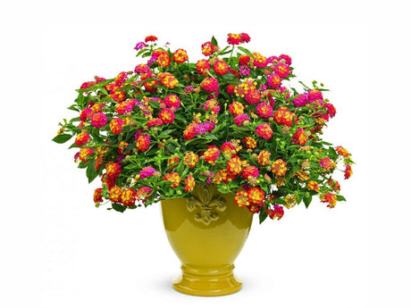 Lantana Calippo Tutti Frutti