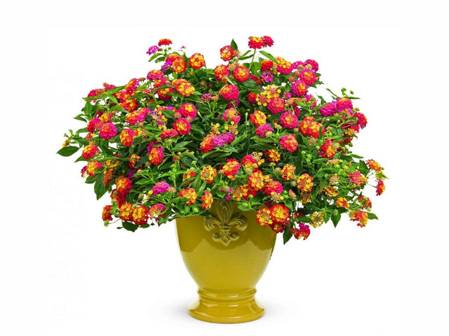 Lantana Calippo Tutti Frutti