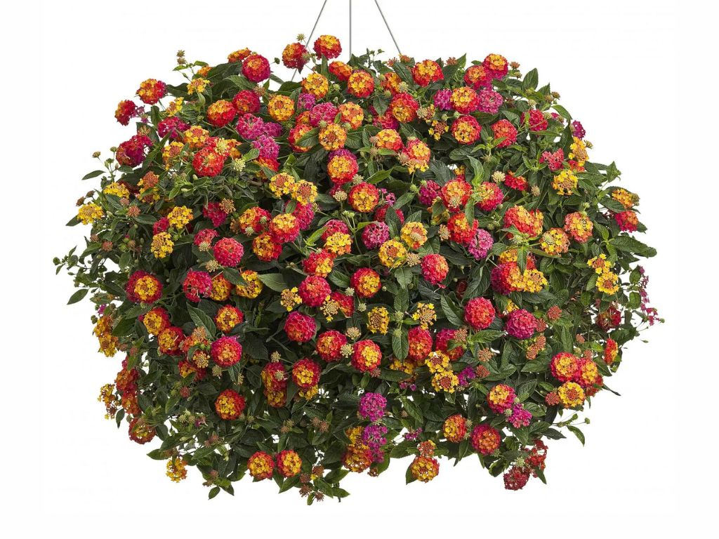 Lantana Calippo Tutti Frutti(2)